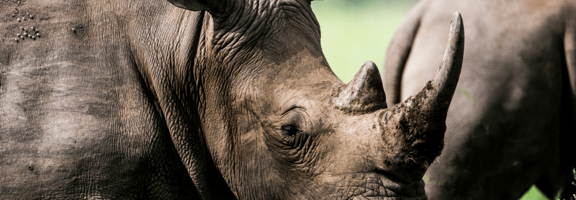 Even rhinos are a good subject for alternative charity gifts Rhinos in a field