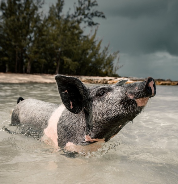 Even pigs swimming in the sea in the bahamas are impressed by SystemSeed digital government solutions! Even pigs swimming in the sea in the bahamas are impressed by SystemSeed digital government solutions!